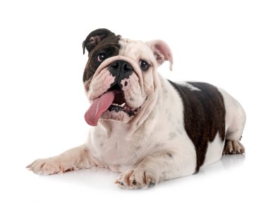 Beyaz arkaplan önünde İngiliz Bulldog 'u