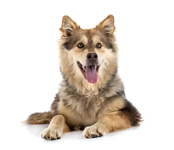 Lapphund Finlandés Frente Fondo Blanco — Foto de Stock