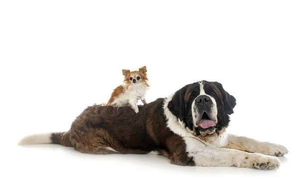 Saint Bernard Chihuahua Front White Background — Stock Photo, Image