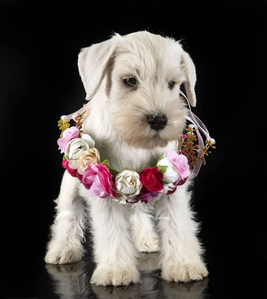 Filhote Cachorro Schnauzer Miniatura Frente Fundo Preto — Fotografia de Stock