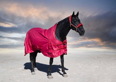 black horse and his horse blanket for winter