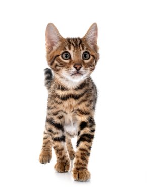 Bengal kedisi beyaz arka planda