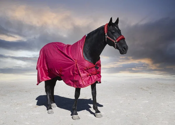 Black Horse His Horse Blanket Winter — Zdjęcie stockowe