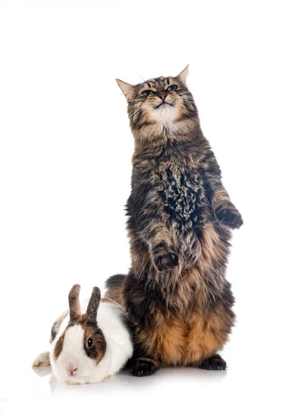 Maine Coon Rabbit Front White Background — Stock Photo, Image