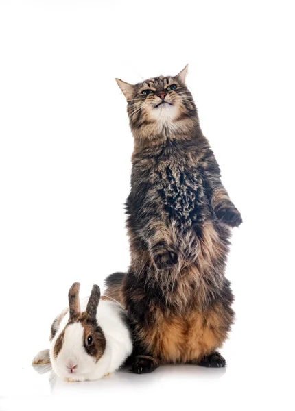 Maine Coon Und Kaninchen Vor Weißem Hintergrund — Stockfoto