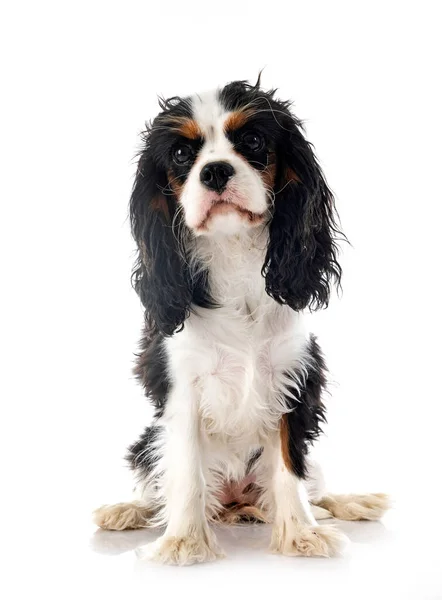 Cavalier King Charles Front White Background — Stock Photo, Image