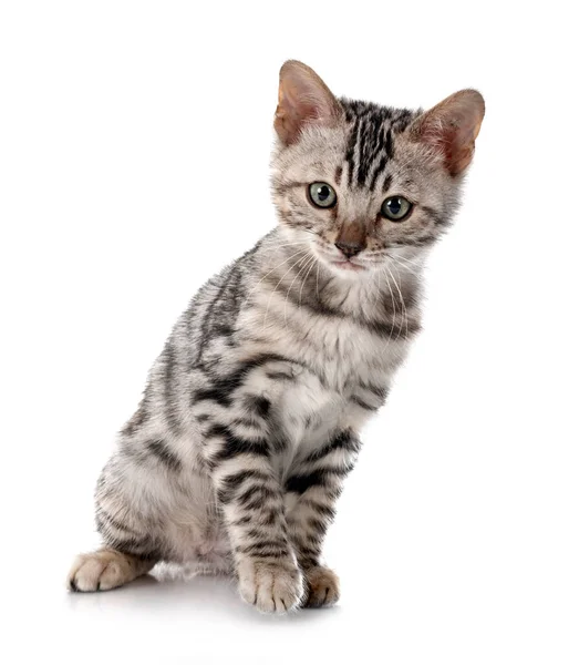 Bengal Cat Front White Background — Stock Photo, Image