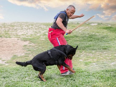 Genç Rottweiler koruma sporu ve polis eğitimi alıyor.