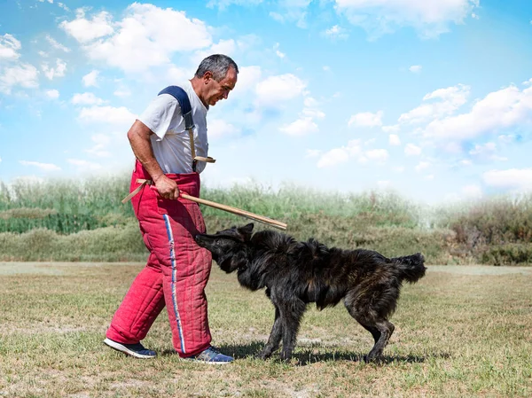 Långhåriga Holländska Shepherd Utbildning Naturen För Säkerhet — Stockfoto