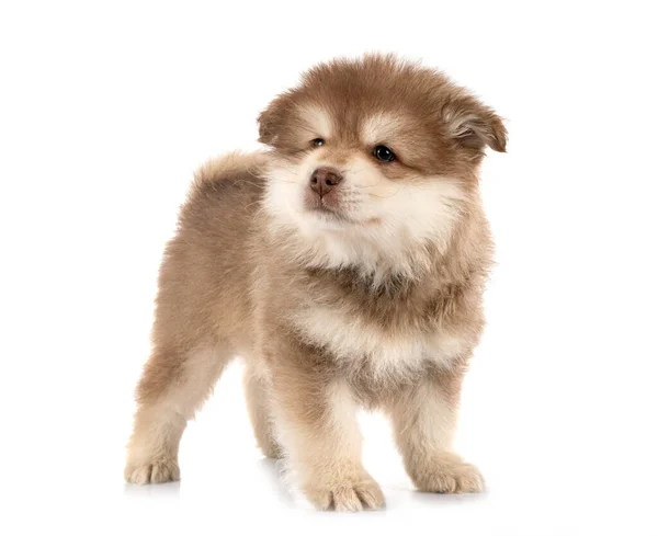 Puppy Finnish Lapphund Front White Background — Stock Photo, Image