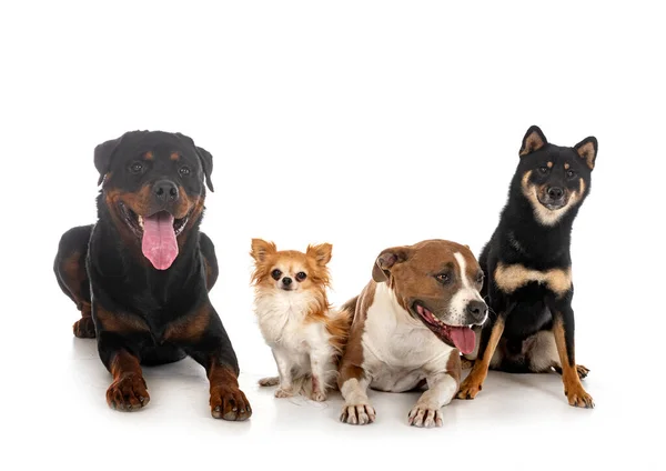 Fyra Hundar Framför Vit Bakgrund — Stockfoto