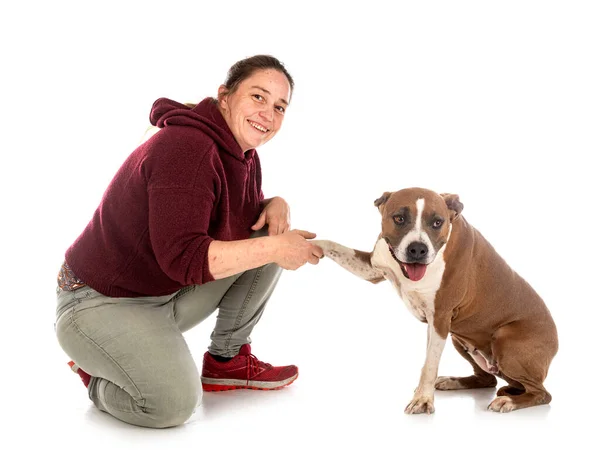 American Staffordshire Terrier Mujer Frente Fondo Blanco —  Fotos de Stock