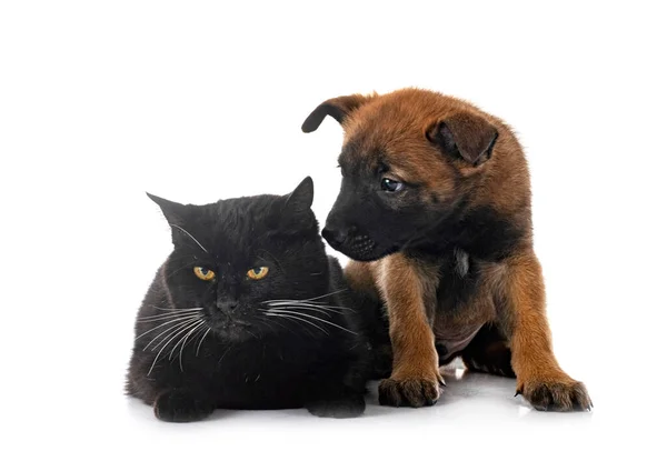 Welpe Belgischer Schäferhund Und Katze Vor Weißem Hintergrund — Stockfoto