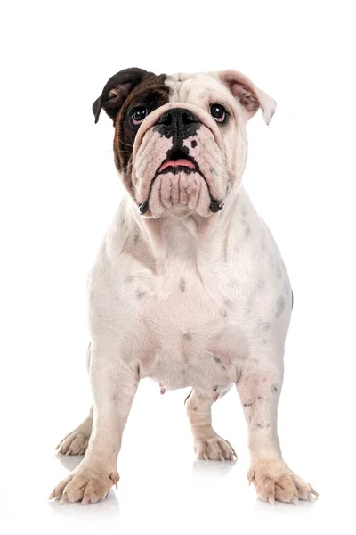 Engels Bulldog Voorkant Van Witte Achtergrond — Stockfoto