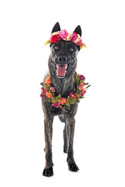 Beyaz arka plan önünde Hollandalı çoban