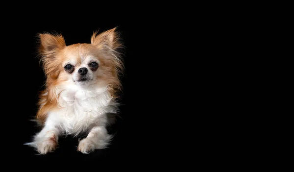 Little Chihuahua Front Black Background — Stock Photo, Image