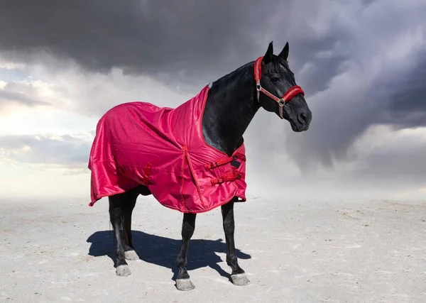 Black Horse His Horse Blanket Winter — 图库照片