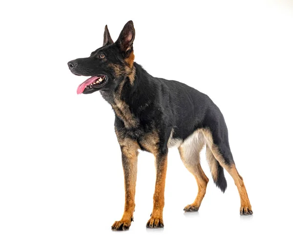 Junger Deutscher Schäferhund Vor Weißem Hintergrund — Stockfoto