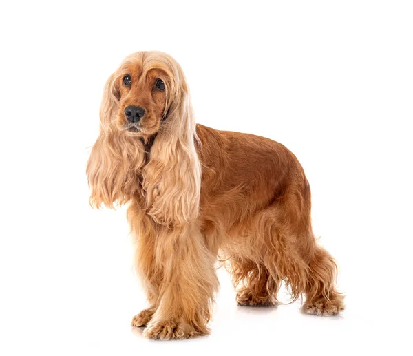 Cocker Spaniel Inglés Delante Fondo Blanco — Foto de Stock