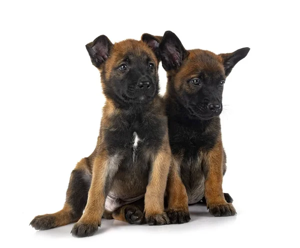 Cachorros Pastor Belga Frente Fundo Branco — Fotografia de Stock