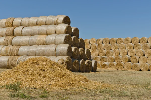 Pacas de heno — Foto de Stock