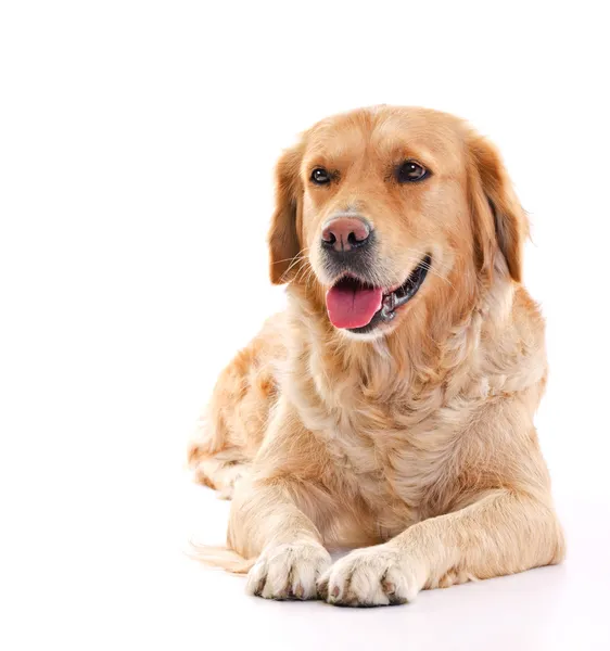 Gouden retriever — Stockfoto