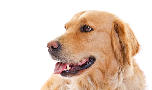 Golden retriever — Stock Photo, Image