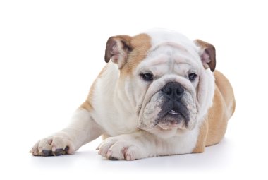 İngilizce Bulldog