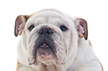İngilizce Bulldog