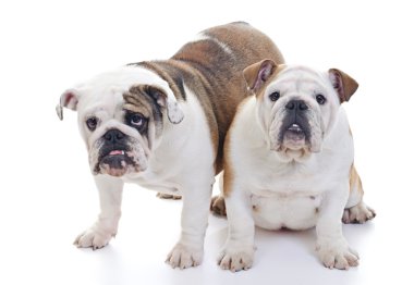 İngilizce bulldogs