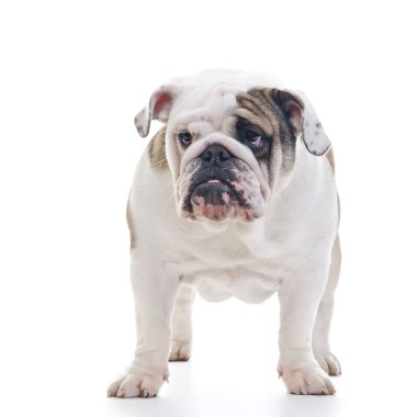 İngilizce Bulldog