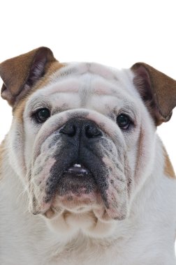 İngilizce Bulldog