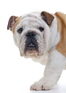 İngilizce Bulldog