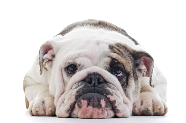 Bulldog inglese — Foto Stock