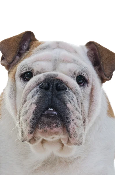 Engelse Bulldog — Stockfoto