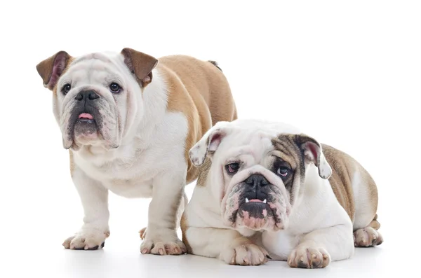 English Bulldogs — Stock Photo, Image