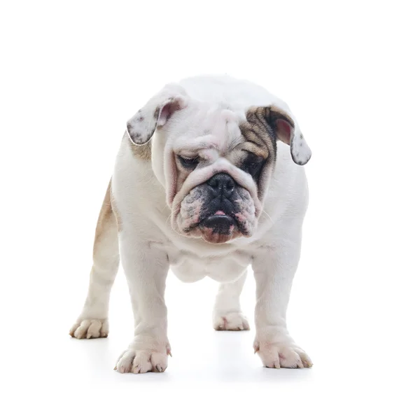 İngilizce Bulldog — Stok fotoğraf