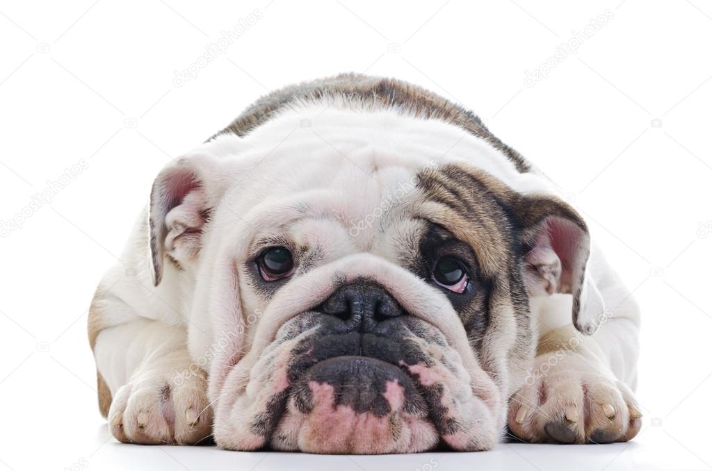 English bulldog