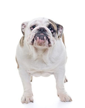 İngilizce Bulldog