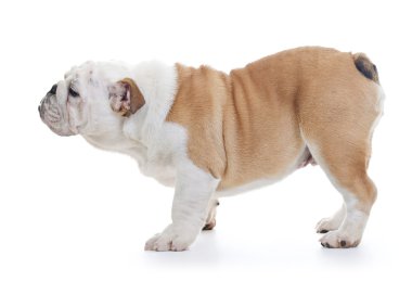 İngilizce Bulldog