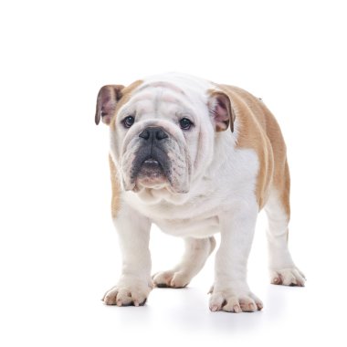 İngilizce Bulldog