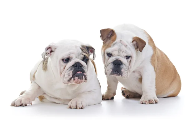 Anglicky bulldogs — Stock fotografie