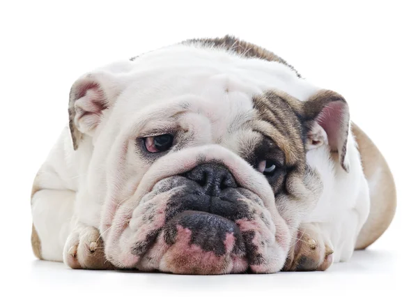 İngilizce Bulldog