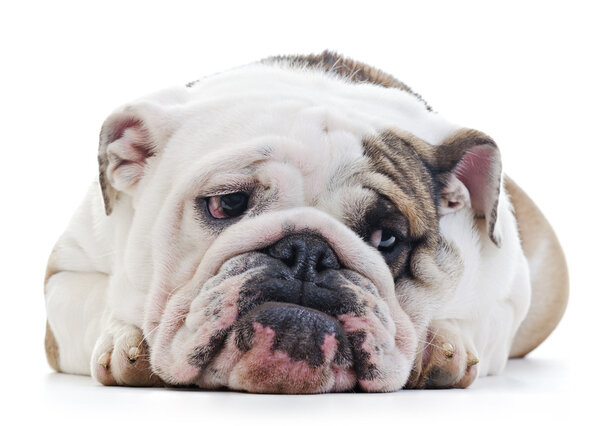 English Bulldog — Stock Photo, Image
