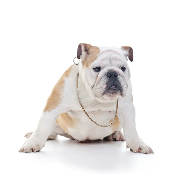 İngilizce Bulldog — Stok fotoğraf