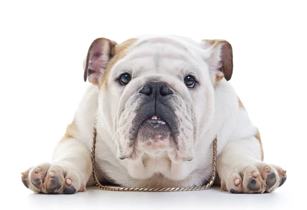 İngilizce Bulldog — Stok fotoğraf