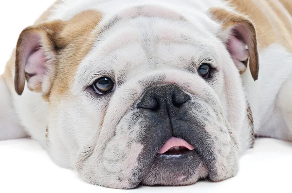 Engelse Bulldog — Stockfoto