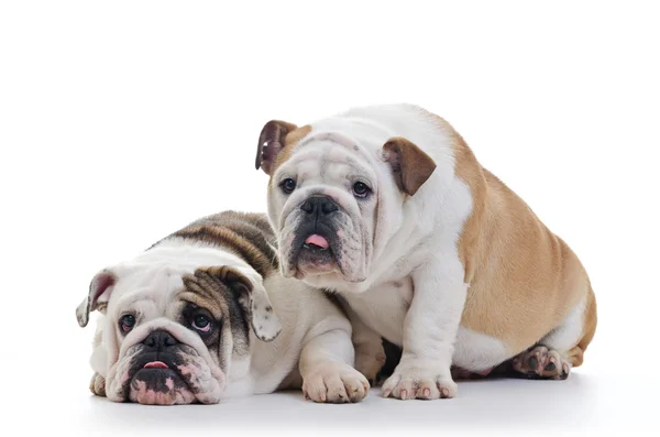 English bulldogs — Stock Photo, Image