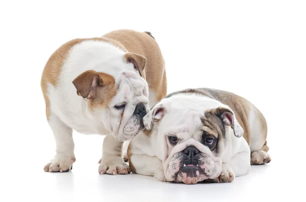 English bulldogs — Stock Photo, Image