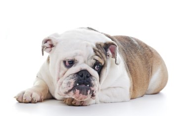 İngilizce Bulldog